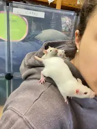 Young cuddly female rats need loving homes 