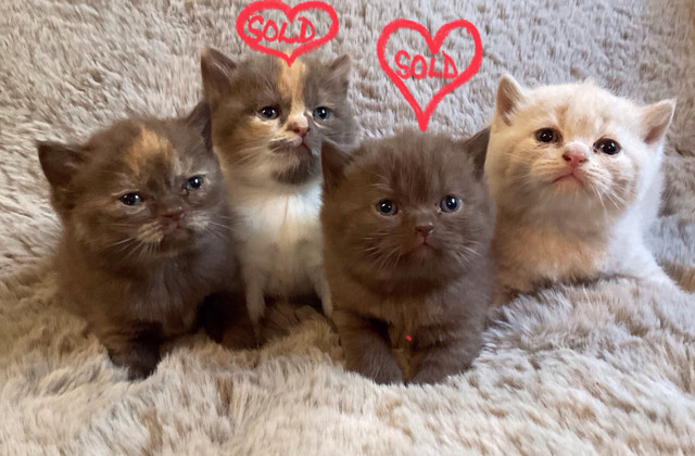 8 Gorgeous British Shorthair Babies! in Cats & Kittens for Rehoming in Charlottetown - Image 4
