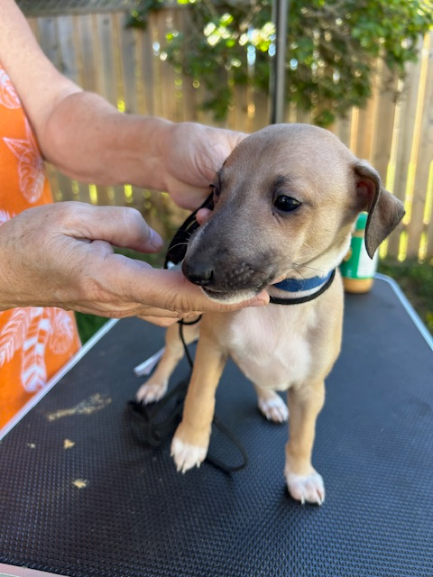 ITALIAN GREYHOUND PUPPIES - HEALTH GUARANTEED in Dogs & Puppies for Rehoming in Muskoka - Image 6