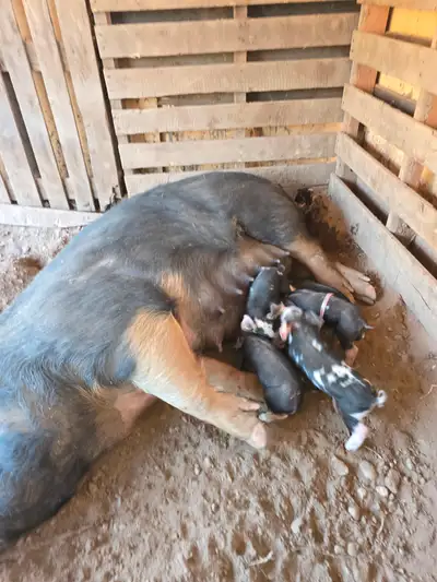 Piglets for sale, View more
