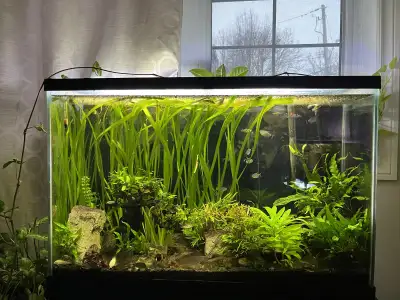 aquarium (everything for sale), View more