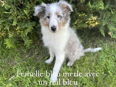 J’ai une belle portée de chiot berger shetland avec un très beau choix de couleur, mâles et femelles...