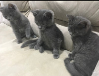 Vaccinated russian blue kittens with vet papers