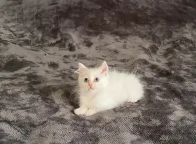 Beautiful purebred ragdoll kittens rehoming , View more