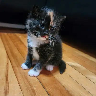5 adorables petits chatons, View more