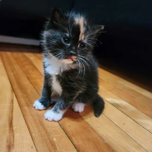 5 adorables petits chatons in Cats & Kittens for Rehoming in City of Montréal - Image 2