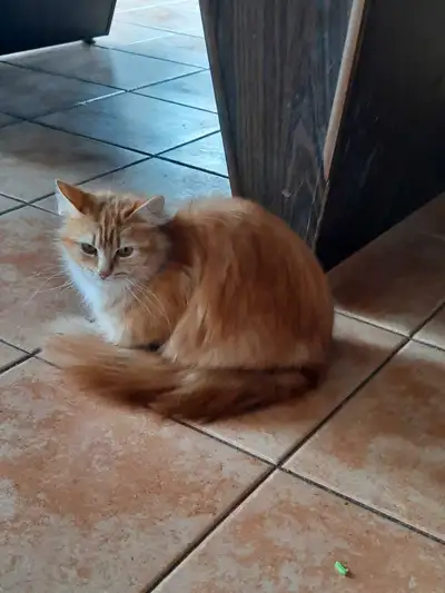 Jeune chatte de 2 ans se cherche une nouvelle famille. Elle s'appelle jaunette, un peu peureuse au d...
