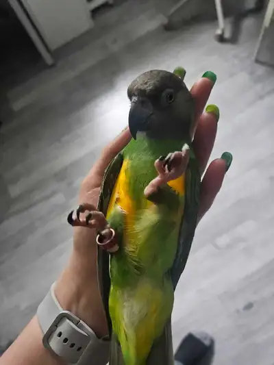 Meet miss kiwi, the sweetest and most tame Senegal you'll meet. Willing to lower price a little if y...