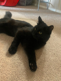 Black cat ‍⬛ missing/found