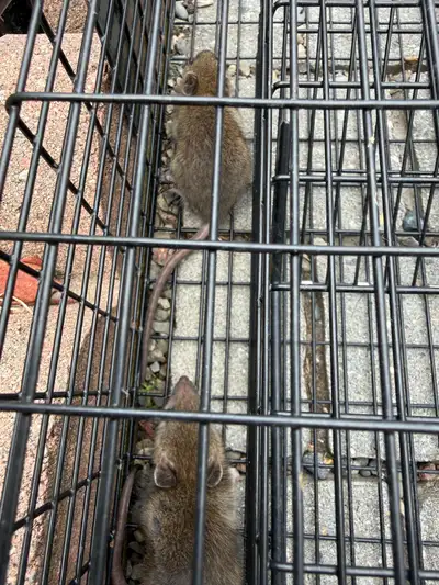 Live rats, View more