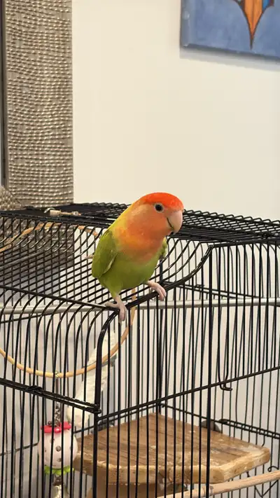 Lovebird, View more
