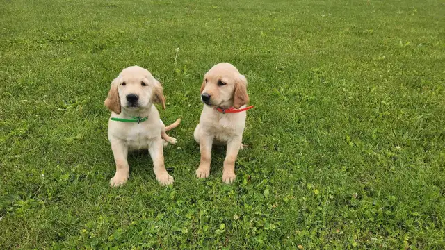 Golden Retriever Puppies in Dogs & Puppies for Rehoming in Stratford - Image 2