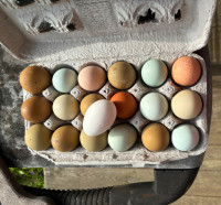 Olive egger, Easter egger hatching eggs