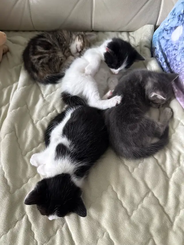 Baby kittens in Other in City of Toronto - Image 3