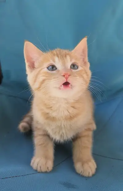 Beautiful orange and tabby kittens need new home!, View more