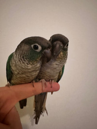 Baby Turquoise Green cheek conures with cage 