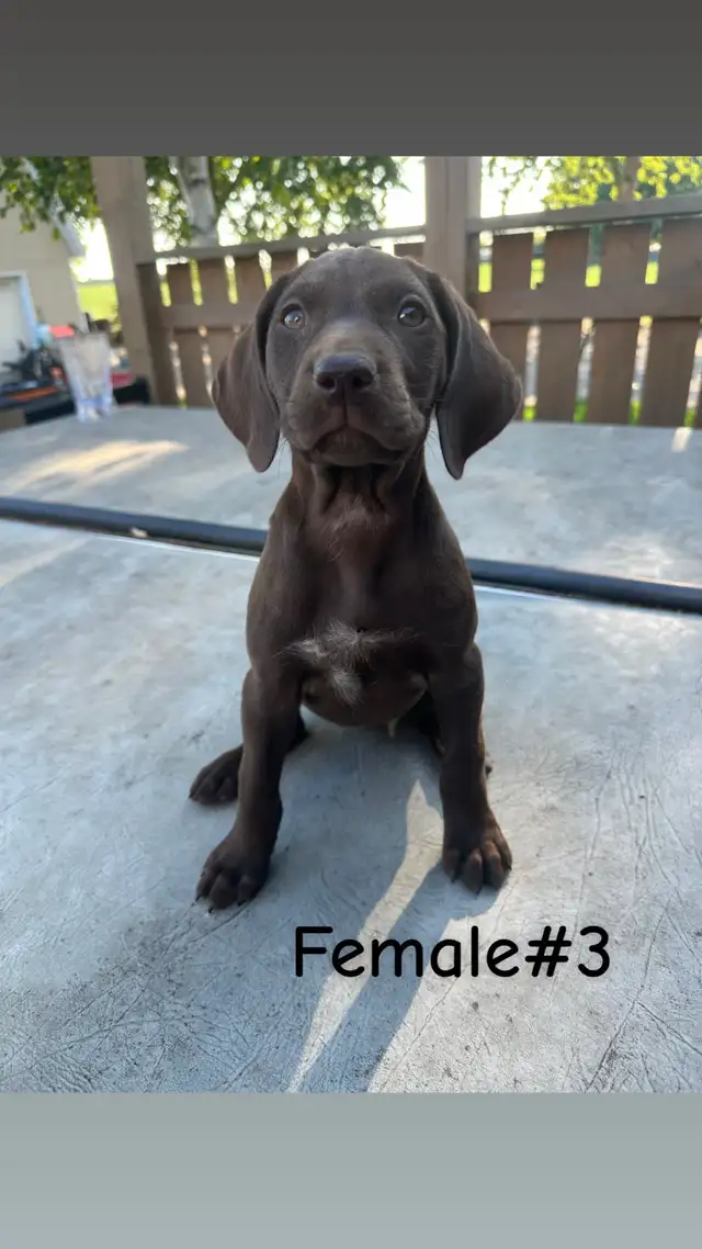German Shorthaired Pointer Puppies in Dogs & Puppies for Rehoming in Leamington - Image 4