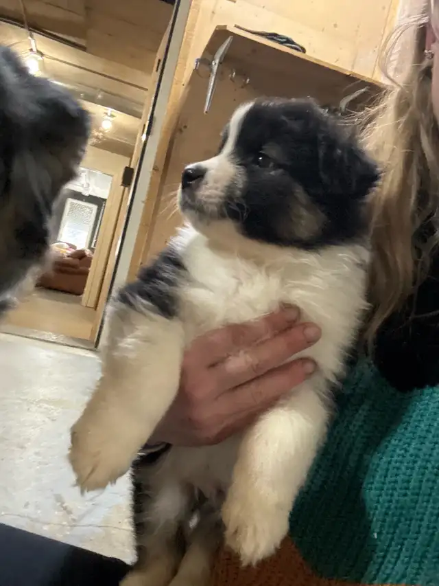 berger australien mâle in Dogs & Puppies for Rehoming in Laurentides - Image 9