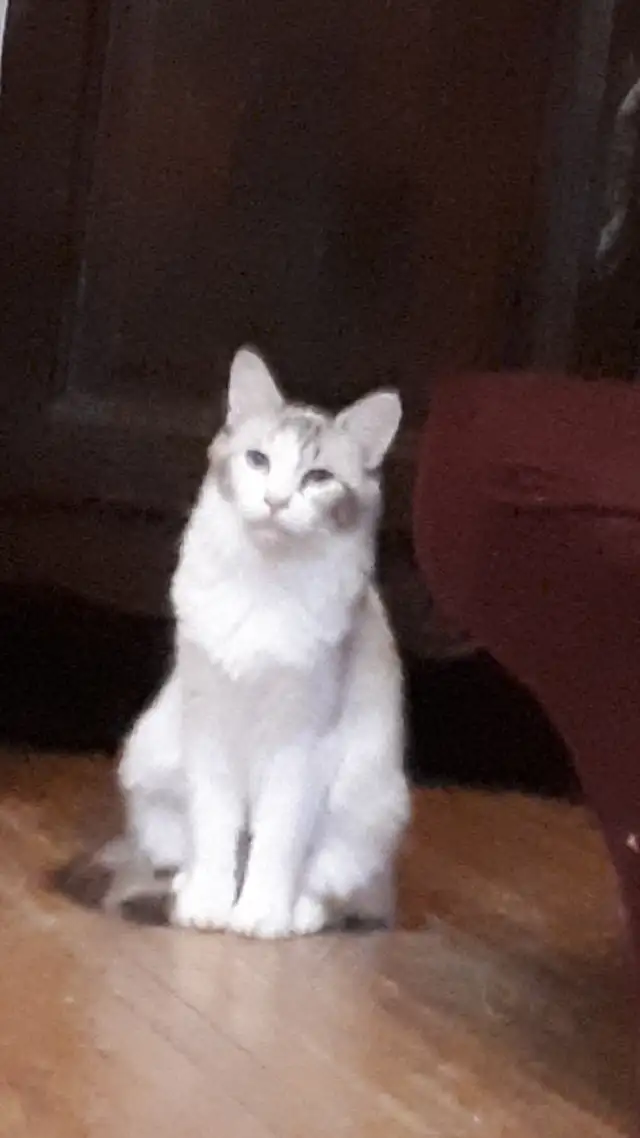 2 chattes ragdolls in Cats & Kittens for Rehoming in Laurentides - Image 4