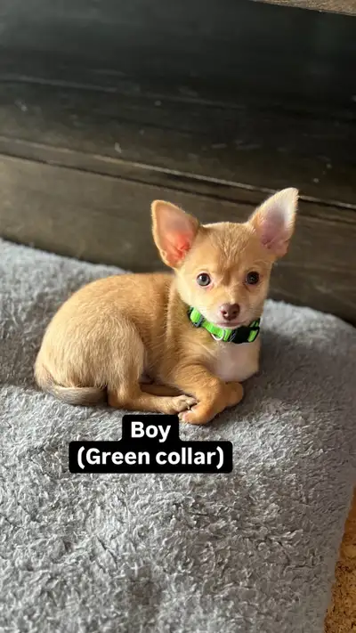ONLY 2 left $2000, reduced to $1800 ♥️Ready for their forever home♥️ ♥️They will fill your heart wit...