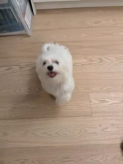 Pure breed maltese boy Vaccinated Very friendly and clingy