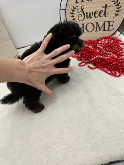 Tiny Toy Poodles and MaltiPoo Puppies under 10 lb, View more