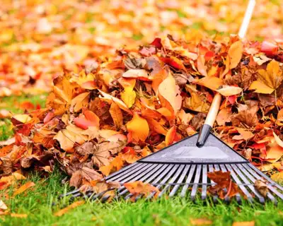 DOES YOUR YARD LOOK LIKE IT COULD USE SOME CARE? - raking and leaf blowing - flower bed and garden c...