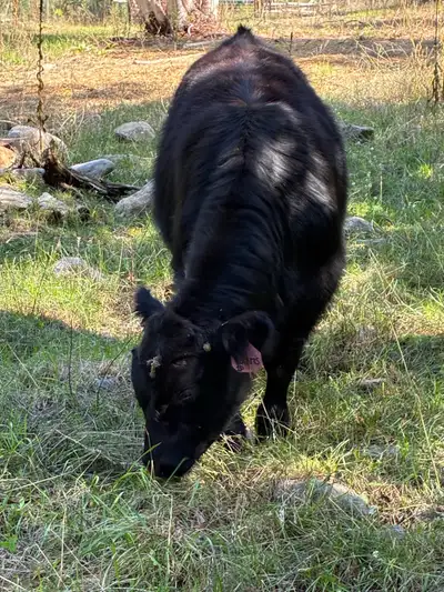 Black angus cross bull calf , View more
