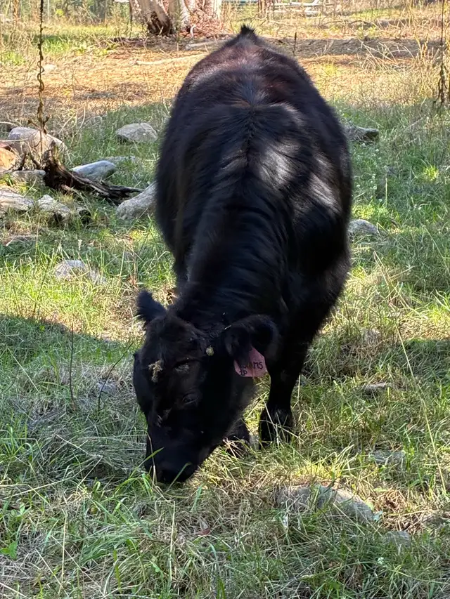 Black angus cross bull calf  in Livestock in Vernon - Image 2