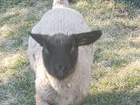 Ram and ewes