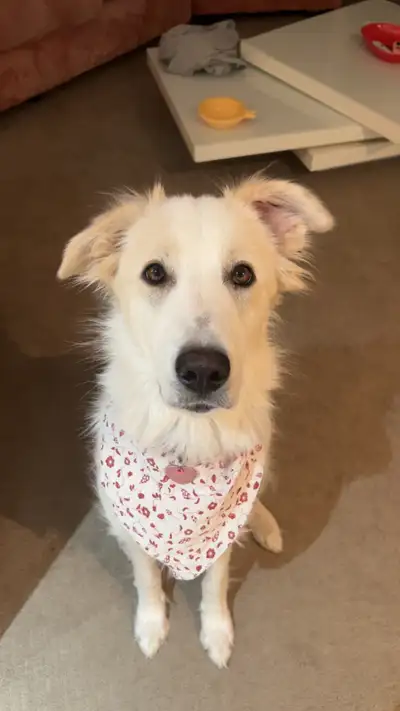 Great Pyrenees Mix Pup – Calm, Loyal Guardian Type, View more