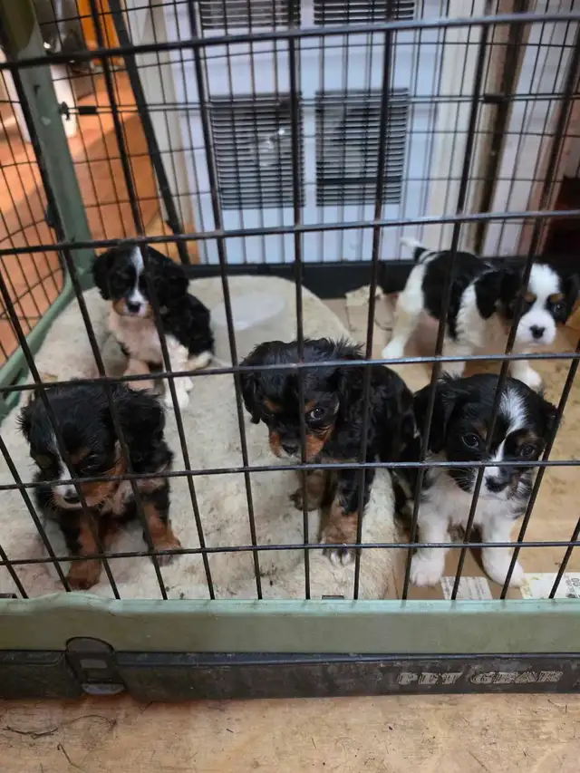 chio king Charles spaniel in Dogs & Puppies for Rehoming in Laurentides - Image 4