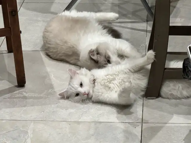 White Turkish Angora Ragdoll Kitten | Cats & Kittens for Rehoming ...
