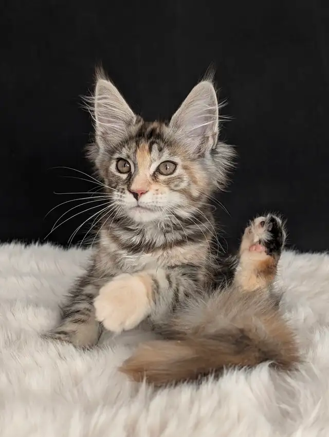 Maine coon Females from Champion parents in Cats & Kittens for Rehoming in North Shore - Image 4