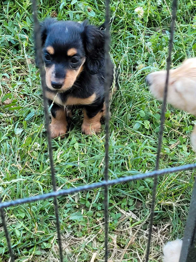 GORGEOUS Mini LONG HAIR DACHSHUNDS READY TODAY in Dogs & Puppies for Rehoming in Chatham-Kent - Image 3