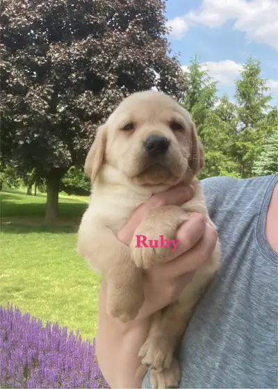 Beautiful Purebred Yellow Labs for Sale. Ready July 1st, View more