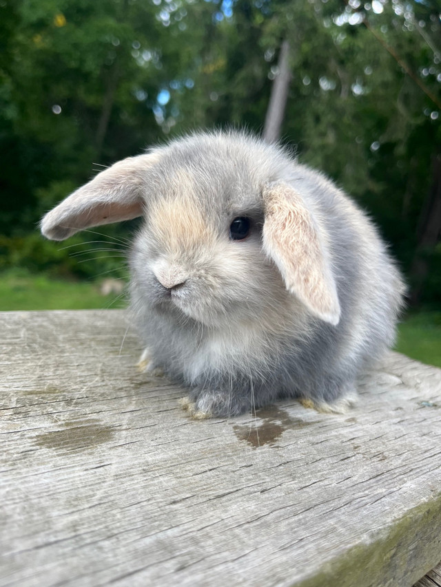 Holland lop baby bunny in Small Animals for Rehoming in Woodstock - Image 3