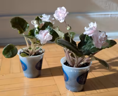 Rare African Violets bloom white double flower "VaT-Pion" starter plants * I have blue double flower...