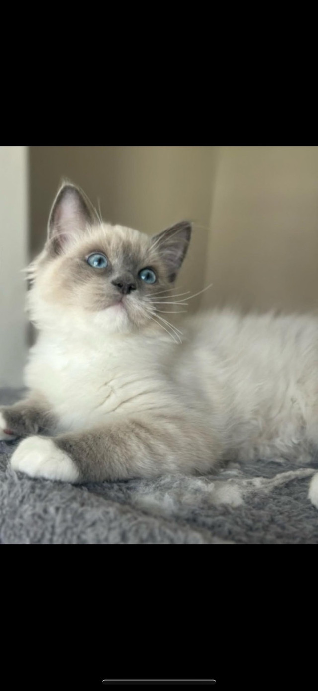 Chaton type Ragdoll dans Chats et chatons à adopter  à Lanaudière - Image 3