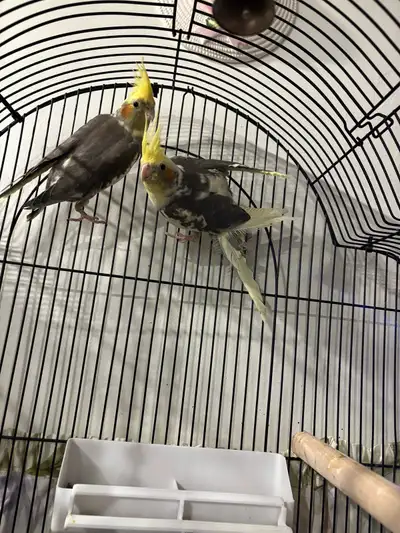 pair of cockatiels, View more
