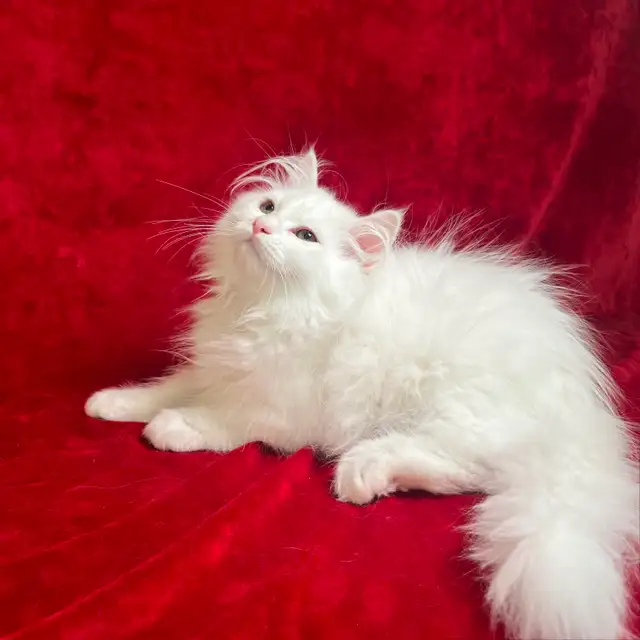 Pedigree Hypoelergenic Siberian Kittens