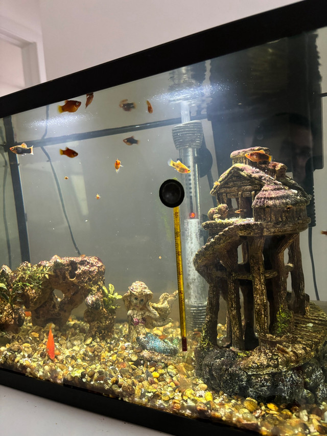Platy Fish for sale in Fish for Rehoming in Ottawa - Image 2