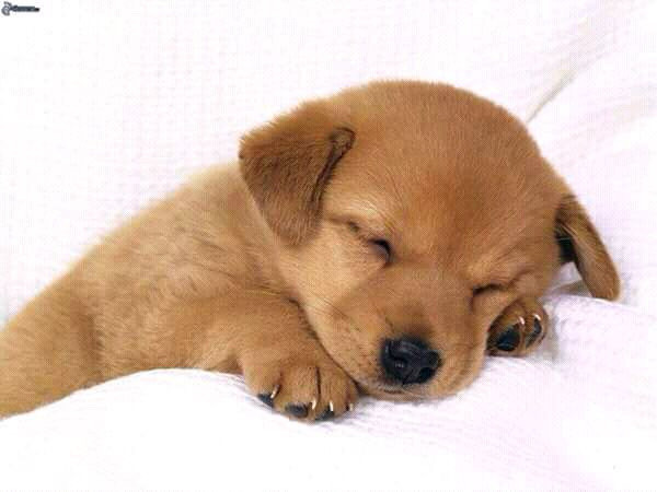 No.1 Dog Walking & Petsitting Services in Animal & Pet Services in London - Image 3