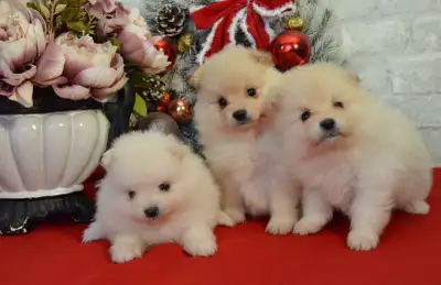 Adorable Pomeranian Puppies, View more