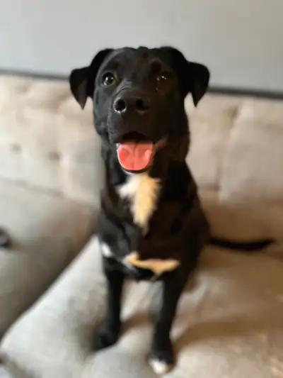 Adopt me! - Rex, View more