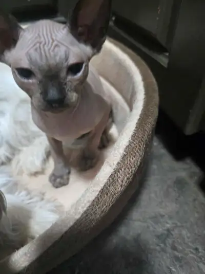 2 male hairless sphynx kittens, View more