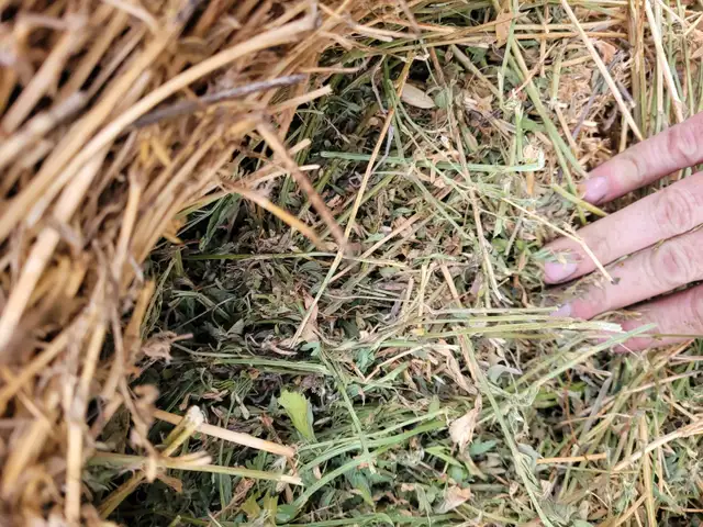 Alfalfa, hay, silage and green feed for sale in Livestock in Saskatoon - Image 5