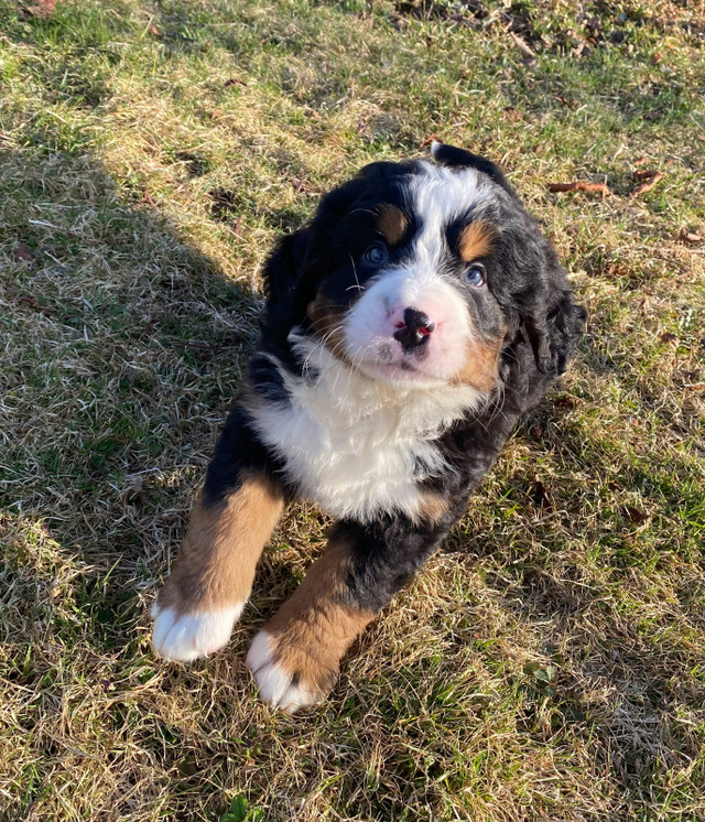 CKC Bernese Mountain Dog Litter in Dogs & Puppies for Rehoming in Moncton - Image 3
