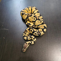 Pastel Yellow belly male ball python