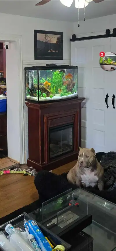 Belle aquarium 50gallon bow front (devant bombé) de fluval, joint en parfaite état, es encore en eau...
